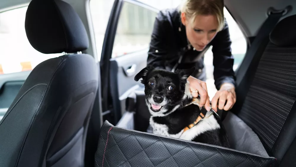 Trasporto dei nostri cani in auto